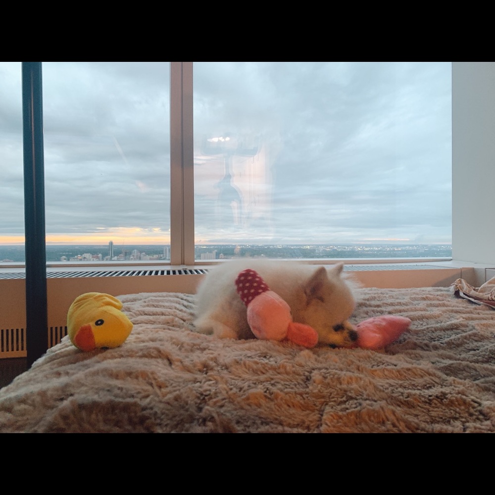 Pet Toy - Picture 6 of 6